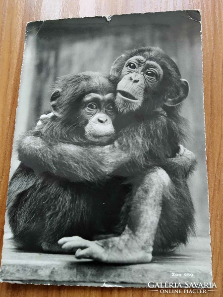 Old postcard, Switzerland, Zurich Zoo, young chimpanzees, from 1957