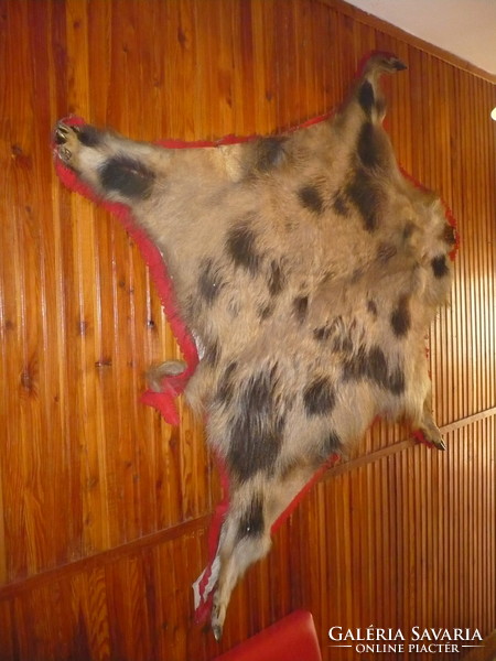 Wild boar - boar skin preparation on felt, old wall decoration from the 80s