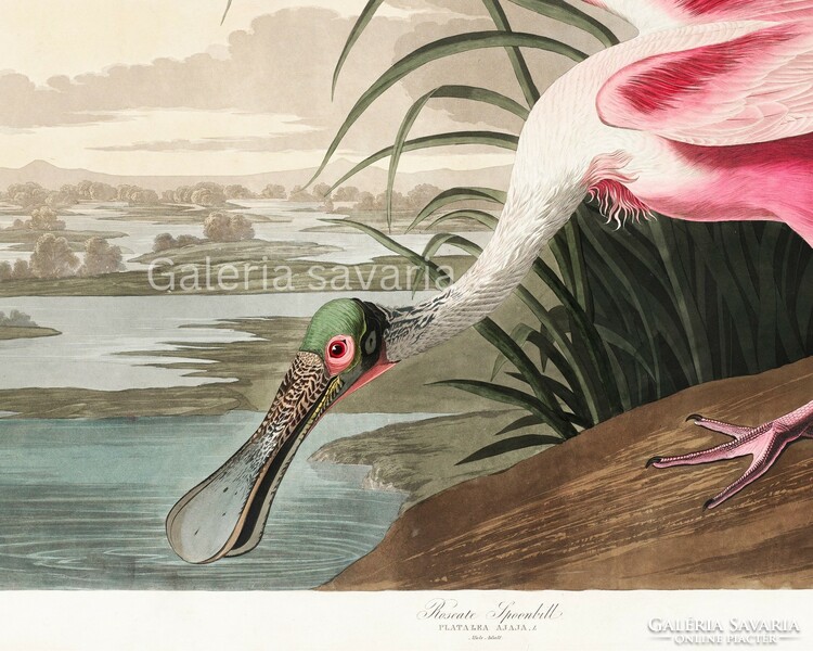 Reproduction of an antique print depicting a pink bird in fine colors, 39*26 cm