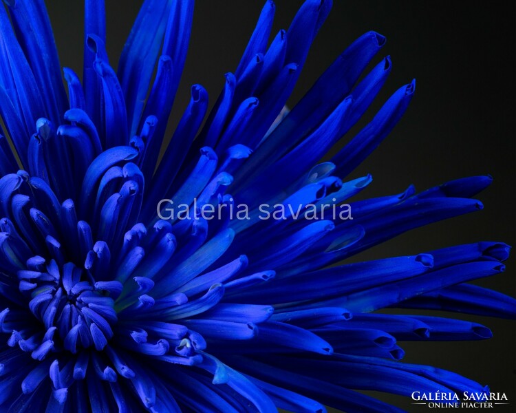 40*27 cm poster of a beautiful blue flower, without frame