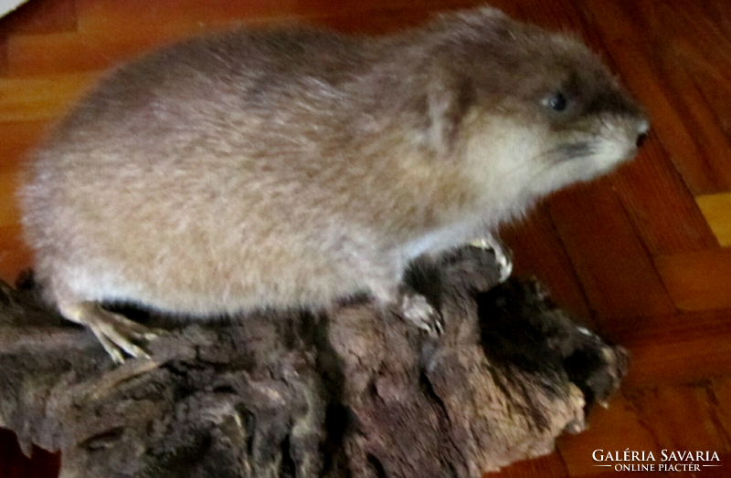 Old stuffed animal muskrats?