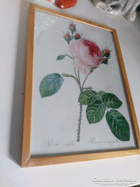 Keretezve, csodaszép légies rózsa nyomat reprodukciója 30x21 cm, J.P. Redouté botanikai nyomat
