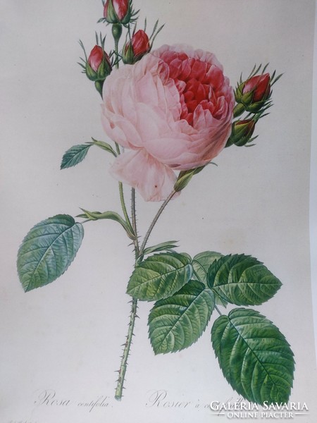 Framed, beautiful airy rose print reproduction 30x21 cm, j.P. Redouté botanical print