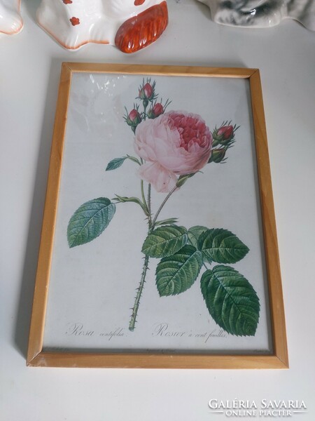 Framed, beautiful airy rose print reproduction 30x21 cm, j.P. Redouté botanical print