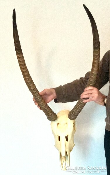 Huge beautiful African waterbuck trophy