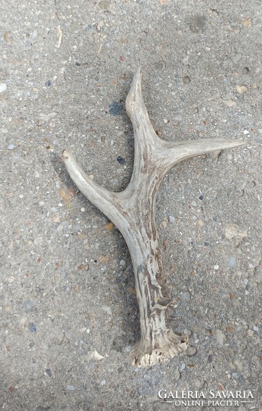 Antlers for sale.