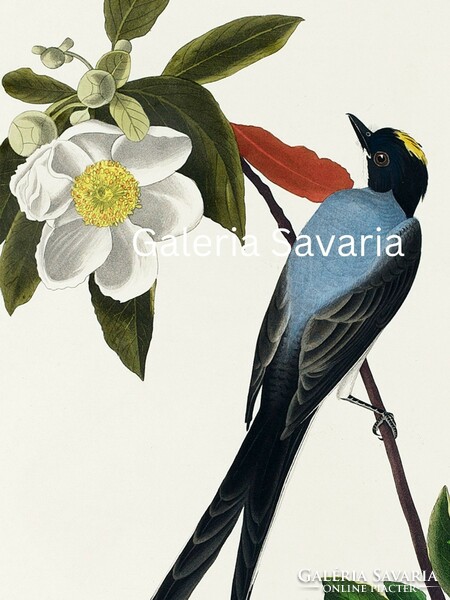 Bájos kék madarat és gyümölcsfa virágot megjelenítő antik nyomat rerodukciója 40*30 cm