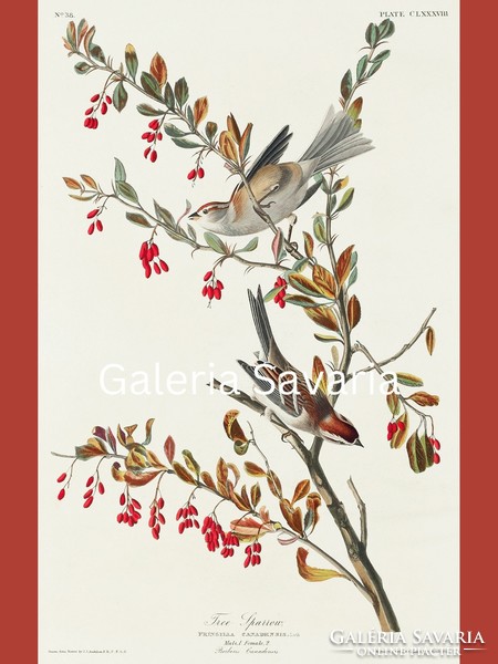 30*40 cm-es plakát, gyönyörű madarakat ábrázoló antik nyomat reprodukciója
