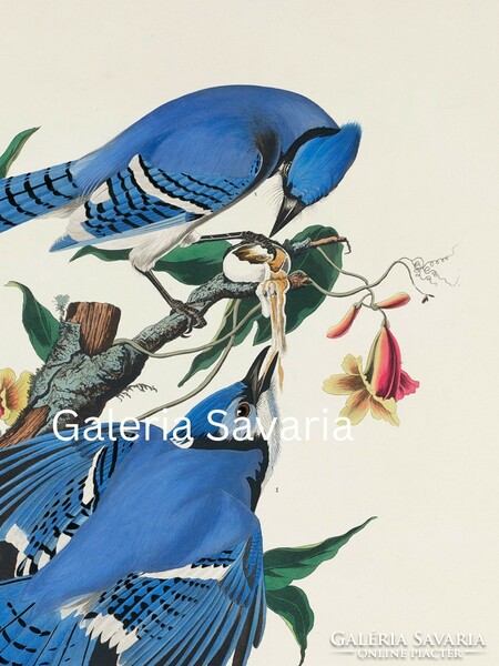 Kék madarakat ábrázoló antik nyomat reprodukciója 40 * 30 cm