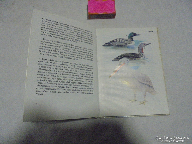 Diver pocket books: birds 2 - 1984