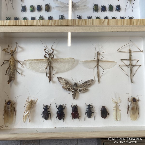 Huge collection of insects