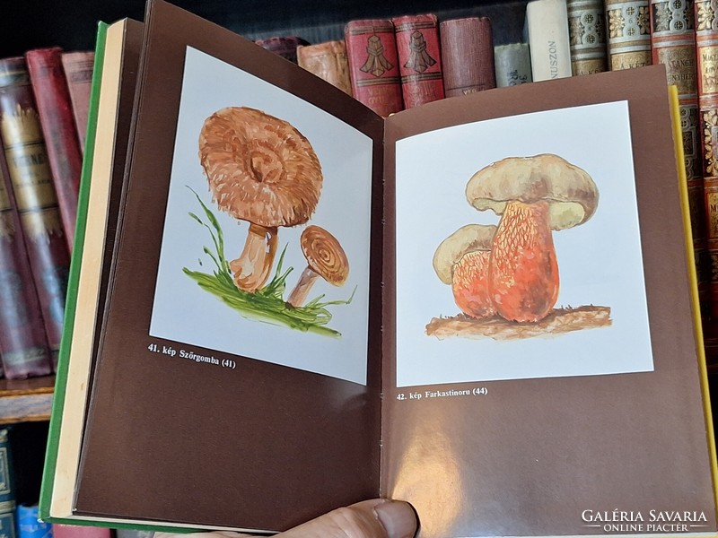 Mushroom!!! 1989-Medicine- dr. Nándor László ed.. Poisonous mushrooms, mushroom poisoning