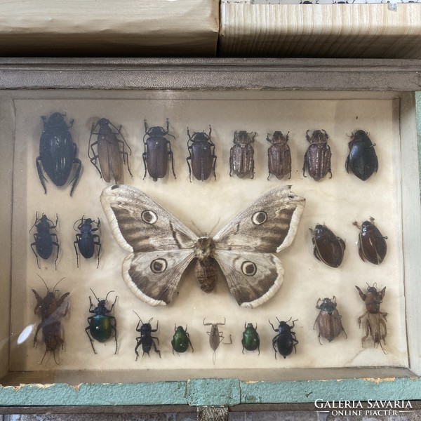 Hatalmas rovar gyűjtemény