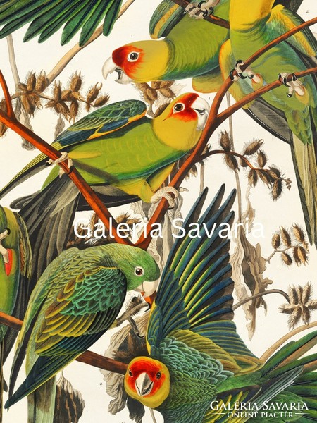A poster depicting a group of colorful budgies, reproduction of an antique print, 40*30 cm