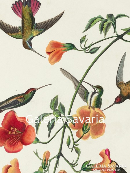 Antik nyomat reprodukciója, 30*40 cm-es plakát, madarakat ábrázol