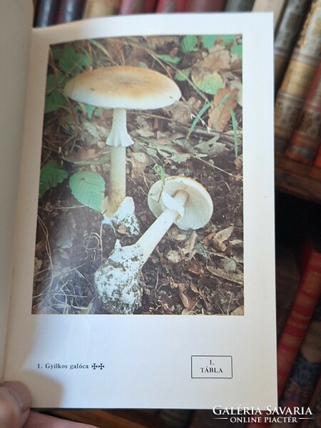 Mushroom!!! 1978-Natura bp.- Kalmár / makara: edible and poisonous mushrooms