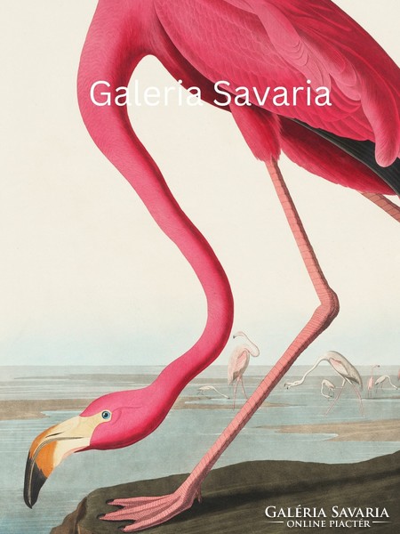 Modern reproduction of an antique print depicting a pink drinking bird, 40 * 30 cm