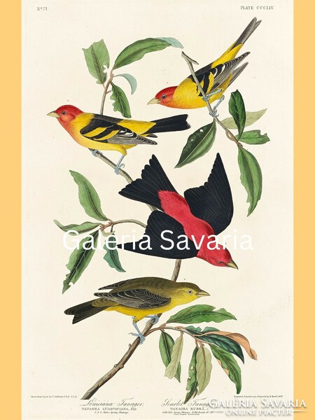 Reproduction of a charming antique print depicting birds, 30*40 cm poster