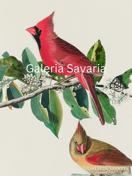 Szép piros madár párt ábrázoló antik nyomat reprodukciója 40*30 cm