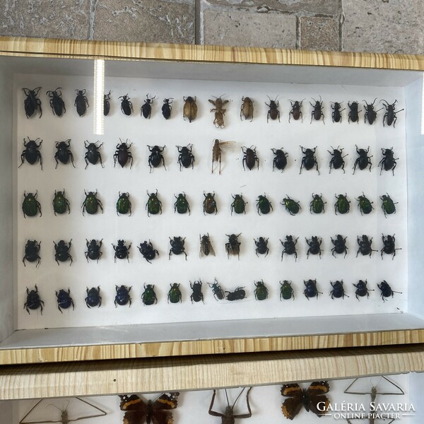 Huge collection of insects