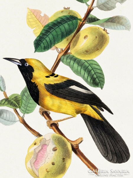 A természet finom szépsége otthonában, antik, madarakat ábrázoló plakát modern reprodukciója