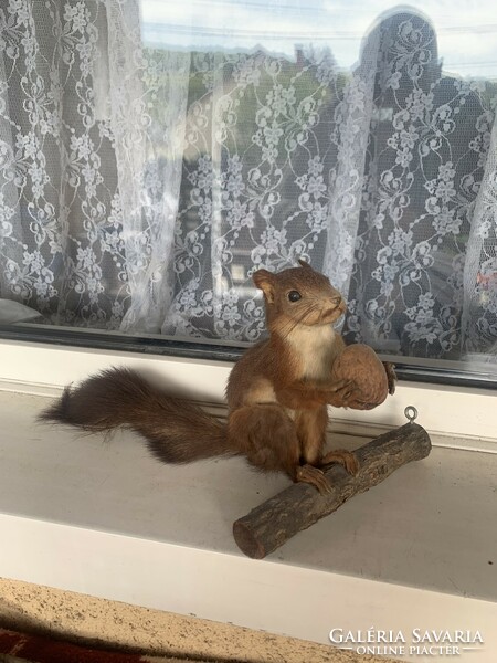 Taxidermy: squirrel with chestnut