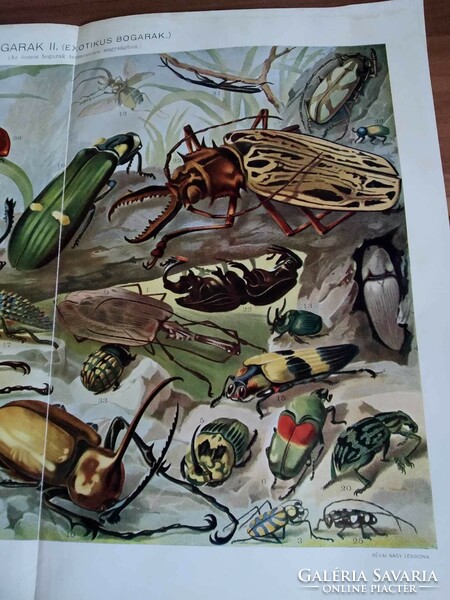 Bogarak II. (exotikus bogarak, természetes nagyságban) Révai Nagy Lexikon egy lapja,1911