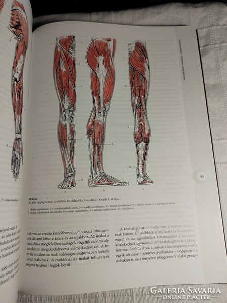 Tarsoly Emil: Funkcionális anatómia