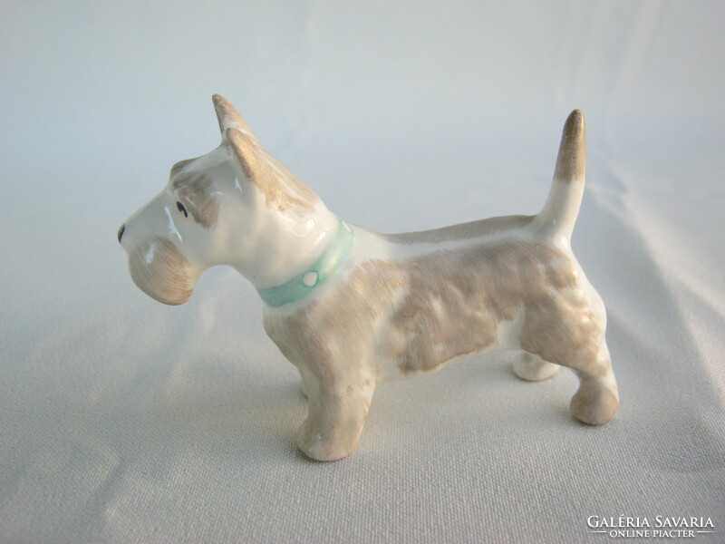 Aquincumi porcelán terrier kutya
