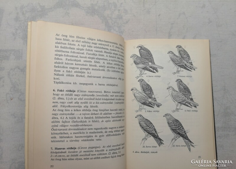 Szemere Zoltán - Hazai ragadozó madaraink