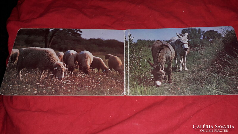 1970. Négylábú barátaim képes GYERMEK keménytáblás könyv a képek szerint POZSONY - MLADE LETA