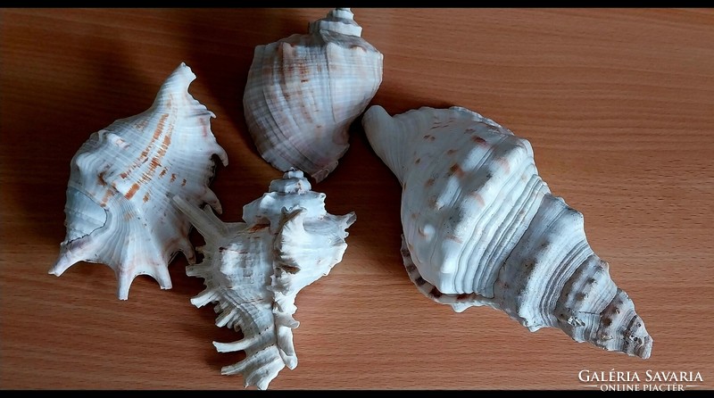 From a collection of sea shells and other shells.