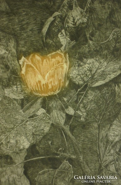 Éva Scultéty (1917-): tulip tree