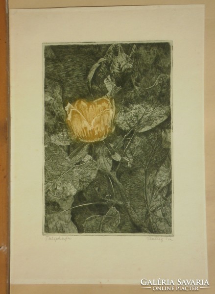 Éva Scultéty (1917-): tulip tree