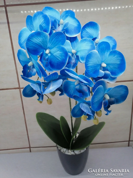 Rubber orchid beautiful blue!