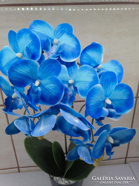 Rubber orchid beautiful blue!