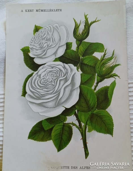 Artwork depicting a rose from the 1890s, from the horticultural magazine a kert (1894-1918)