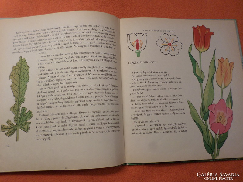 Antique! Imre Nóber's trip to plant country with the drawings of Kató Lukáts, 1964