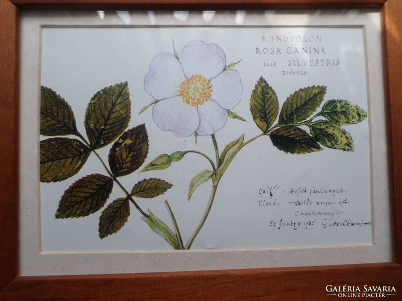 Botanical image pair of prints wild rose and lily 16.5 x 21.5 cm