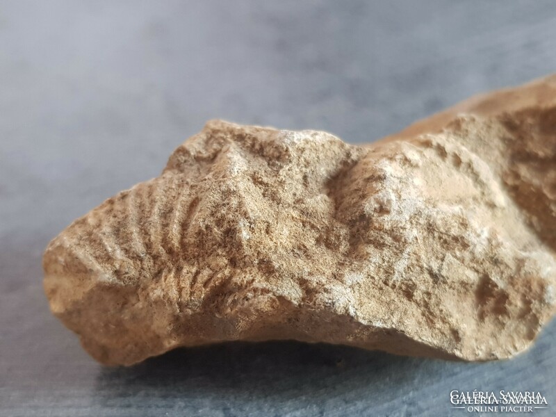 Kőzetgyűjteményből megkövesedett kagyló