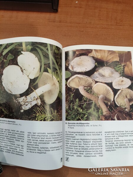 Mushroom sorter 3 -dr imre rimóczi -mushroom determiner.