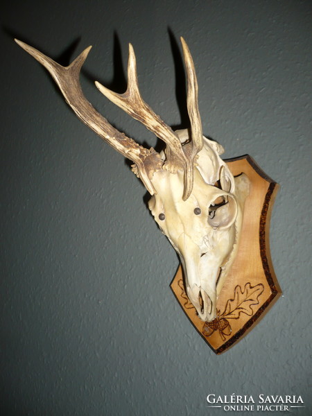Roe deer trophy with extreme antlers!, Roe deer antler trophy with skull on a wooden base
