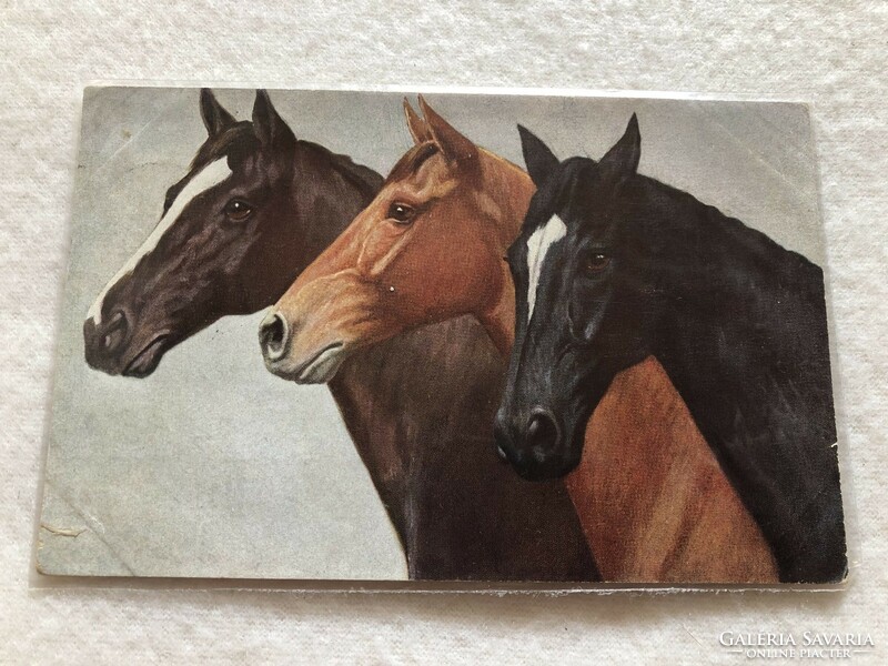 Antique, old horse, equestrian postcard - 1928 -10.