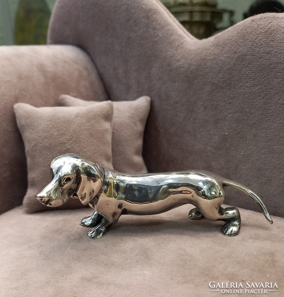 Silver miniature dachshund