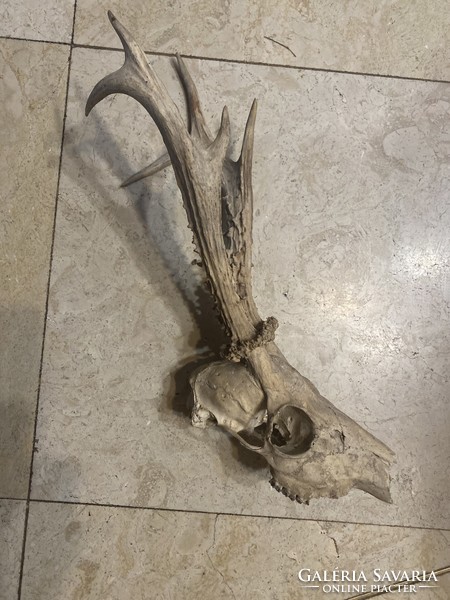 Régi őz agancs trófea 40cm