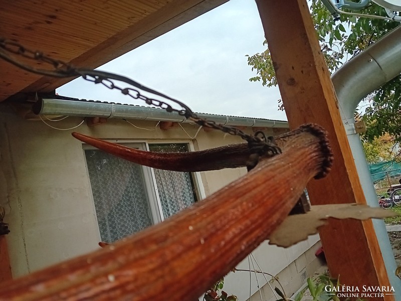 Régi szarvas agancs csillár 97 cm