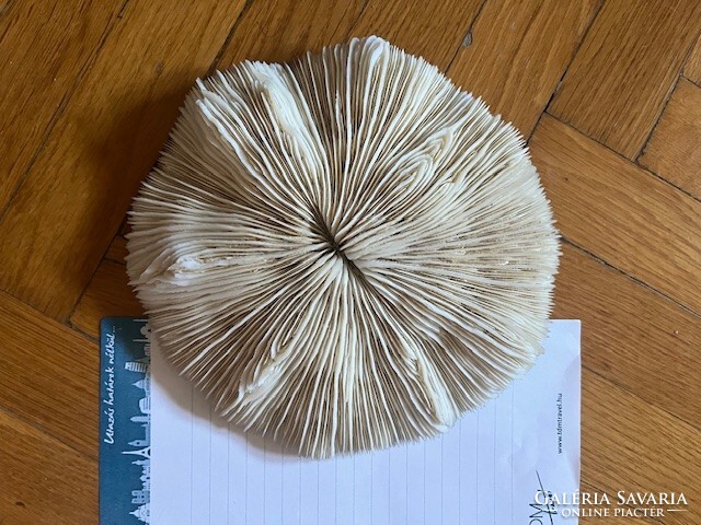 Vörös-tengeri lapos korall fosszília /2