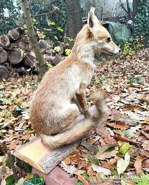 Régi iskolai szertár lelet, róka preparátum, kitömött állat, preparált