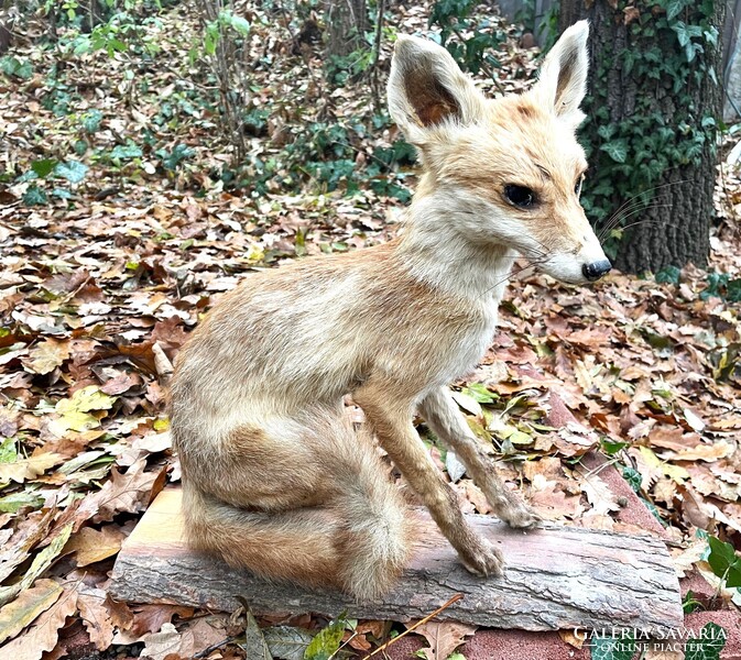 Régi iskolai szertár lelet, róka preparátum, kitömött állat, preparált