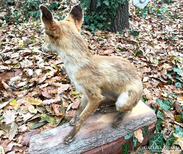 Régi iskolai szertár lelet, róka preparátum, kitömött állat, preparált